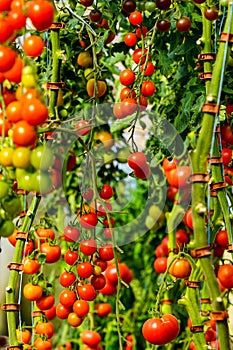 Image of fresh organic cherry tomatoes on tree
