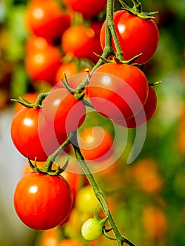 Image of fresh organic cherry tomatoes on tree