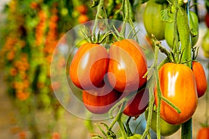 Image of fresh organic cherry tomatoes on tree