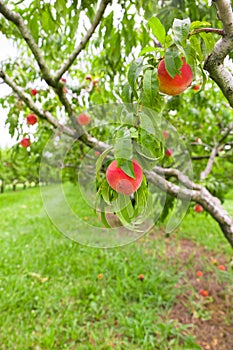 Peach growing on tree in orchard