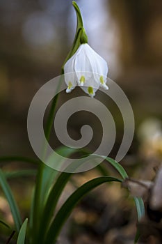 Image of fresh white and yellow spring snowflake flowers