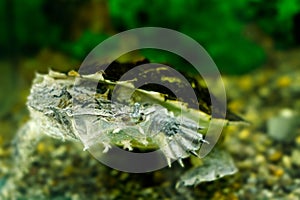 Image of freshwater exotic turtles Matamata