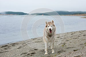 Image of friendly Beige and white Siberian Husky dog standing on the beach.