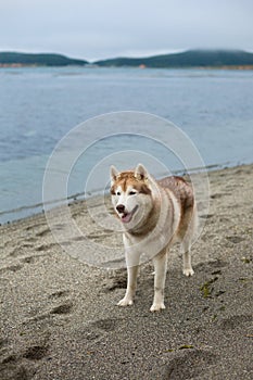 Image of friendly Beige and white Siberian Husky dog standing on the beach.