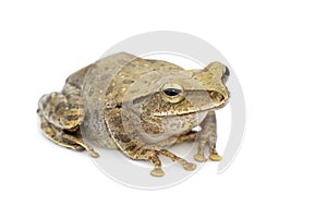 Image of Frog, Polypedates leucomystax,polypedates maculatus.