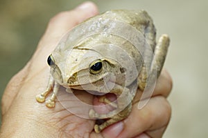 Image of Frog, Polypedates leucomystax,polypedates maculatus on hand.  Amphibian. Animal