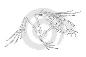 Image of frog skeleton