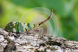 Image of fulgorid bug or lanternfly Pyrops oculata