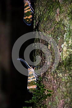 Fulgorid bug planthopper in the nature.