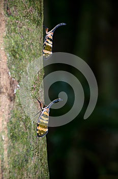 Fulgorid bug planthopper in the nature.