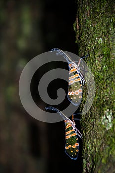 Fulgorid bug planthopper in the nature.