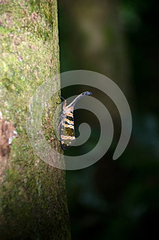 Fulgorid bug planthopper in the nature.
