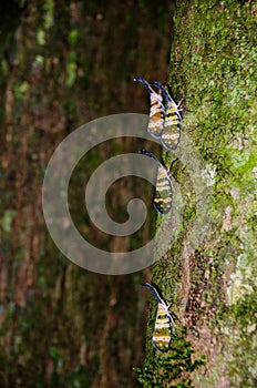 Fulgorid bug planthopper in the nature.