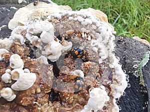 fungus beetle crawling around the wild rotting wet bracket fungus. photo