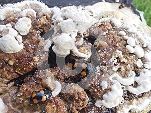 fungus beetle crawling around the wild rotting wet bracket fungus. photo