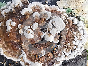 fungus beetle crawling around the wild rotting wet bracket fungus. photo