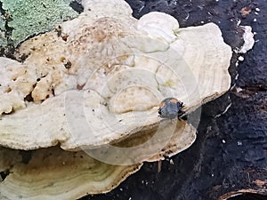 fungus beetle crawling around the wild rotting wet bracket fungus. photo