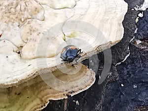 fungus beetle crawling around the wild rotting wet bracket fungus. photo