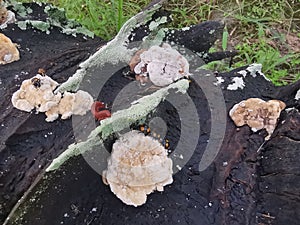 fungus beetle crawling around the wild rotting wet bracket fungus. photo