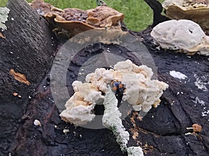fungus beetle crawling around the wild rotting wet bracket fungus. photo