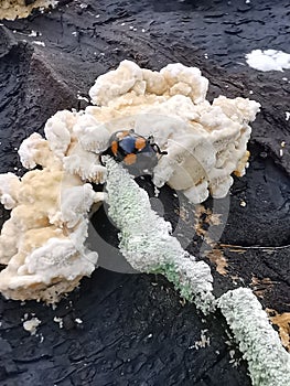 fungus beetle crawling around the wild rotting wet bracket fungus. photo