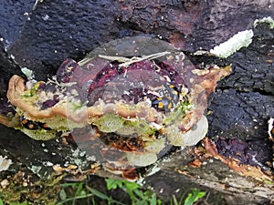 fungus beetle crawling around the wild rotting wet bracket fungus. photo