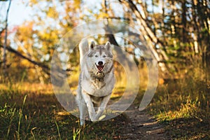 Image of funny dog breed Siberian husky running on the path in the bright fall forest