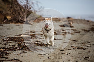 Image of funny and happy Beige and white Siberian Husky dog running on the beach at seaside in autumn