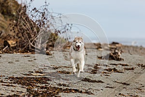 Image of funny and happy Beige and white Siberian Husky dog running on the pebble beach at seaside in autumn
