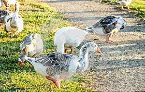 Image of a gaggle of geese