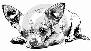 Adorable Chihuahua Dog Coloring Page Vector Outline for Creative Projects