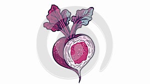 Fresh Beetroot with Leaf on Top, Sugar Beet Vegetable Illustration