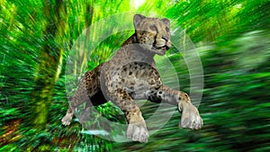 The image of a gepard