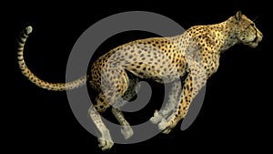 The image of a gepard