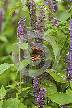 Anise hyssop