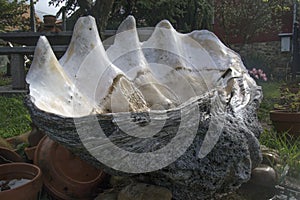 Image of a giant clam shell, tridacnagigas