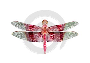Image of a giant male sultan dragonfly Camacinia gigantea isolated on white background. Insect. Animals