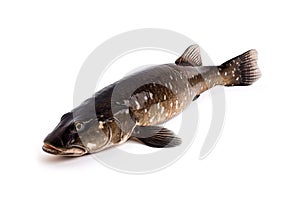 Image of giant snakehead fish on a white background. Underwater animals. Fishs. Illustration. Generative AI