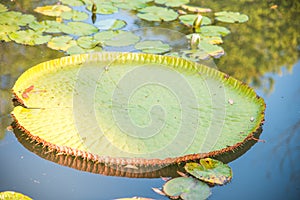 Image of Giant Victoria lotus in water , Victoria waterlily, ama