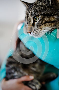 Image Of Girl`s Hand Stroking Cat At Home.