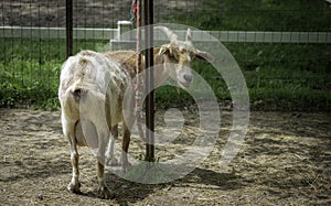 Image of a goat on a farm