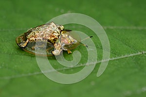 Image of gold turtle beetle or escarabajo tortuga de oro. photo