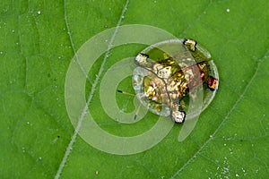 Image of gold turtle beetle or escarabajo tortuga de oro. photo