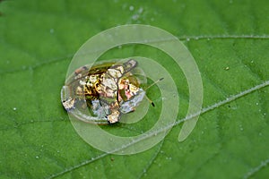 Image of gold turtle beetle or escarabajo tortuga de oro. photo