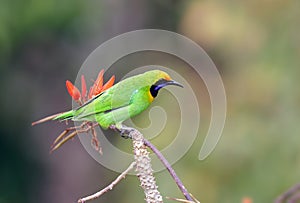 image of Golden-Fronted Leafbird(Chloropsis Aurifrons)