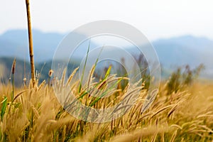 image of golden grass field, natural background.