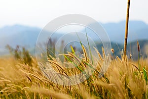 Image of golden grass field, natural background