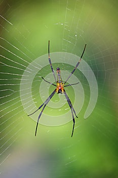 Image of a Golden orb web spider on nature background.