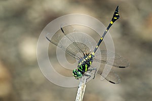 Image of gomphidae dragonflyIctinogomphus Decoratus