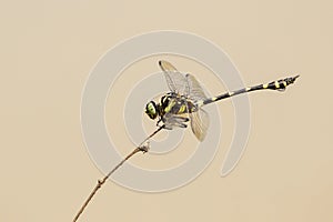 Image of gomphidae dragonflyIctinogomphus Decoratus on dry branches on nature background. Insect. Animal